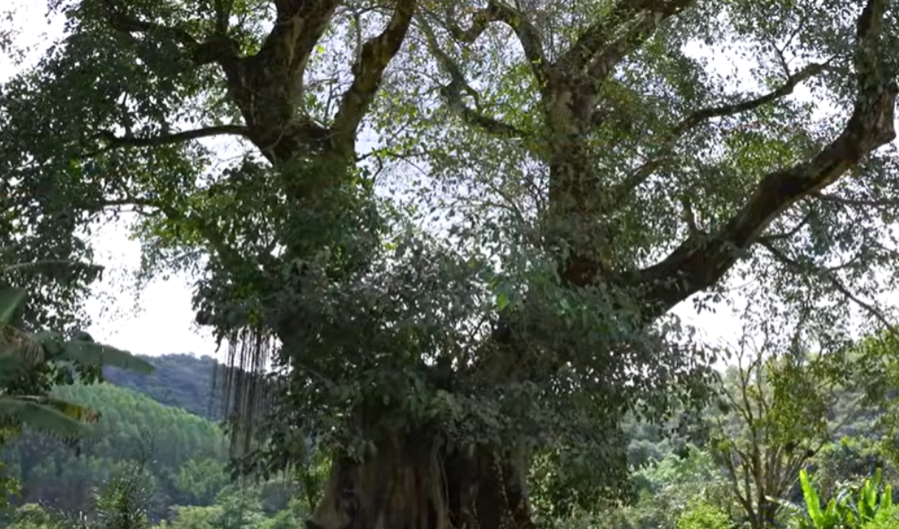 Fazenda mais antiga que a cidade de Bela Vista de Minas