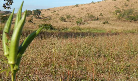 plantação de quiabo em alpercata MG